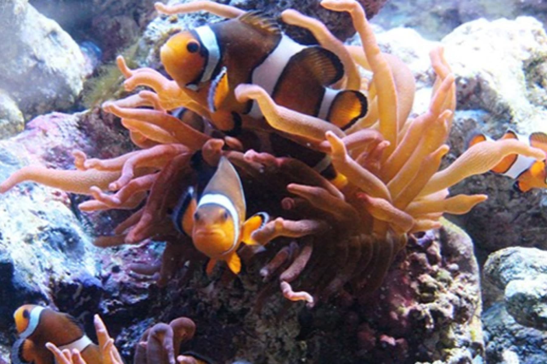 clown fish SEA LIFE