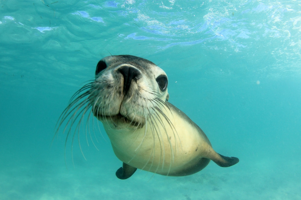sea lion