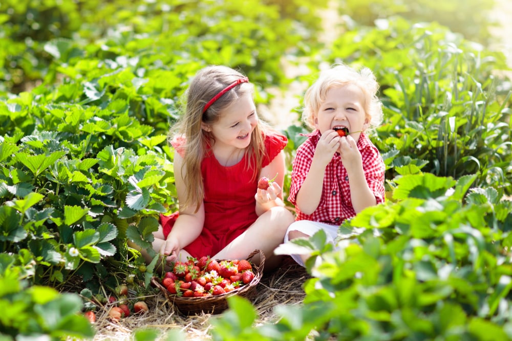 kids eating strawberries