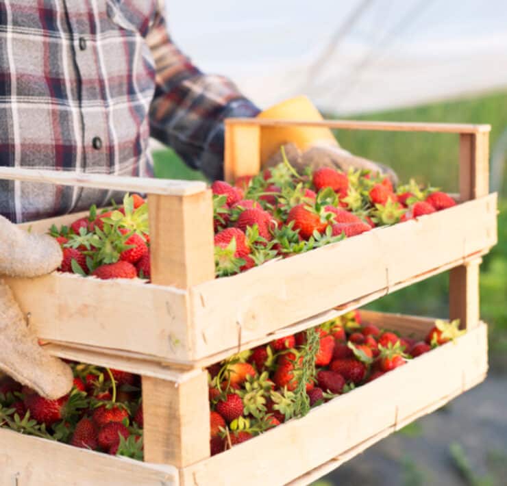 farmer holding a crate of strawberries