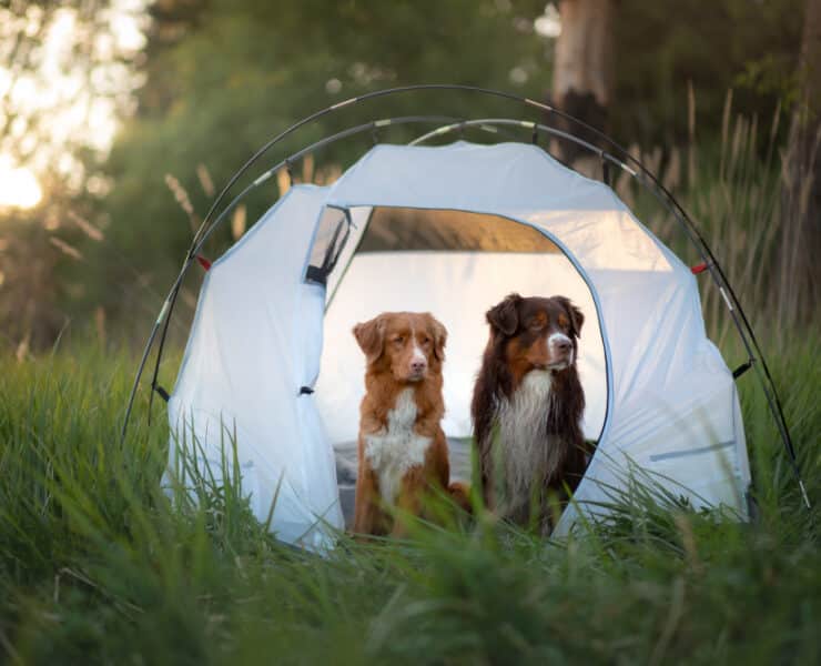 dogs camping