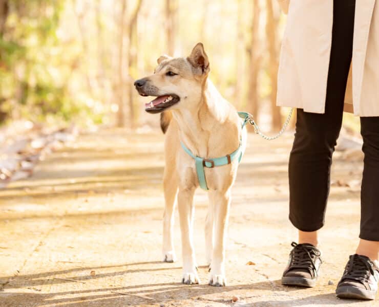 walk dogs near you