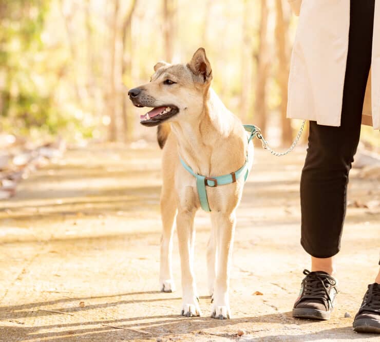 walk dogs near you