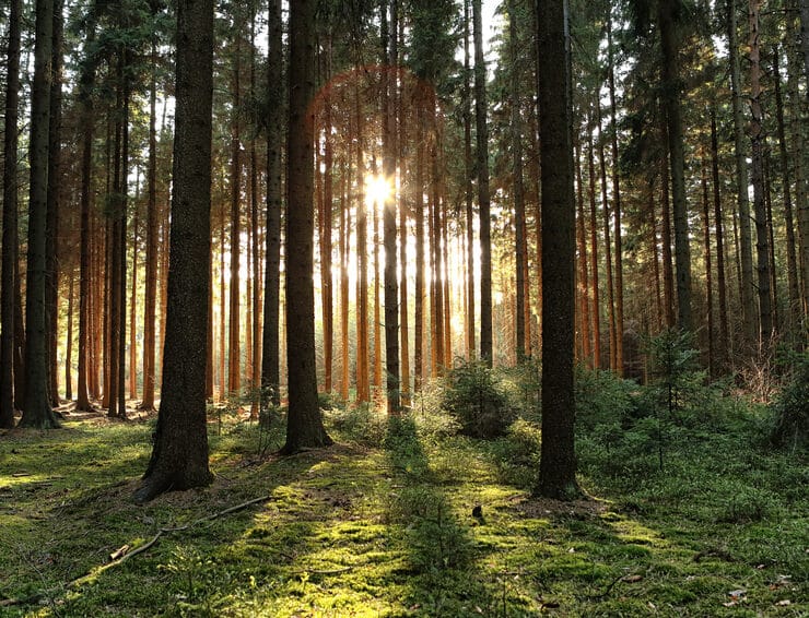 Forest view