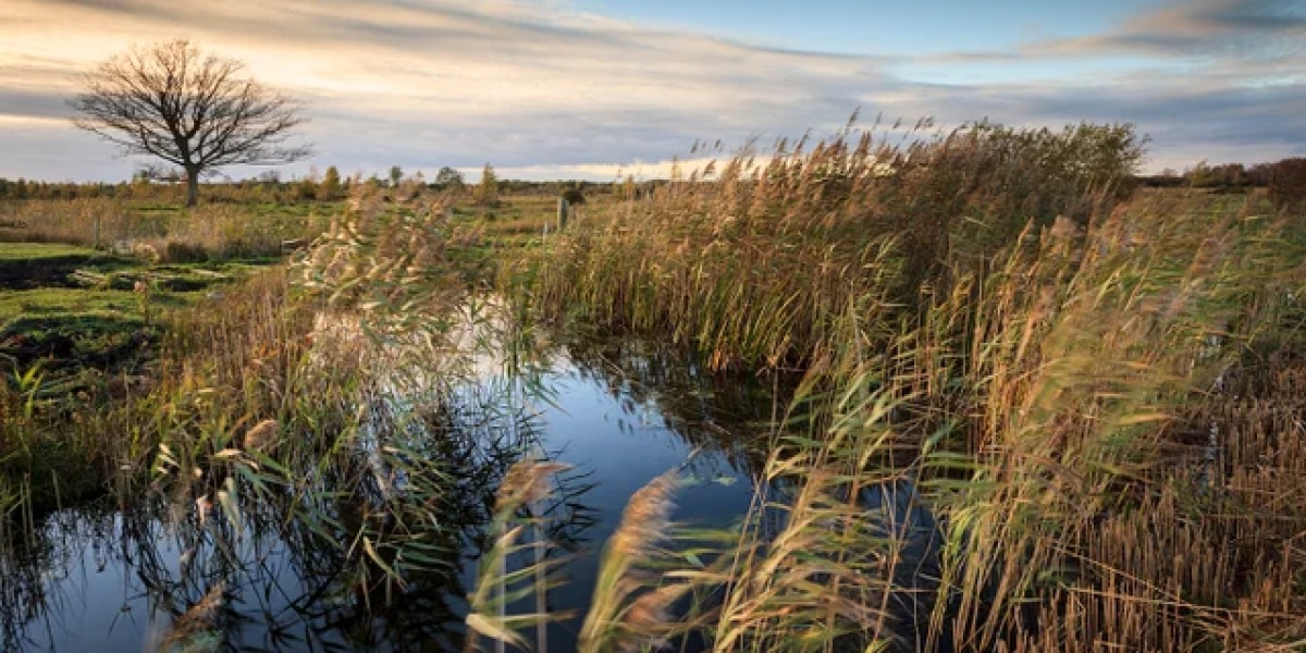 wicken fen nature reservation
