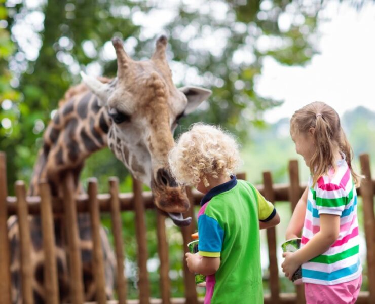 kids feeding a giraffe