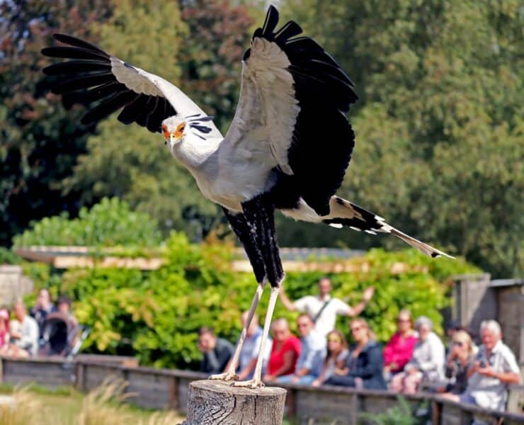 Bird Flying Across The Crowd