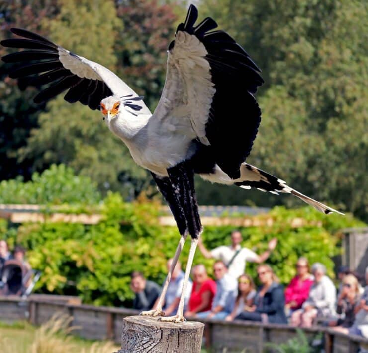 Bird Flying Across The Crowd