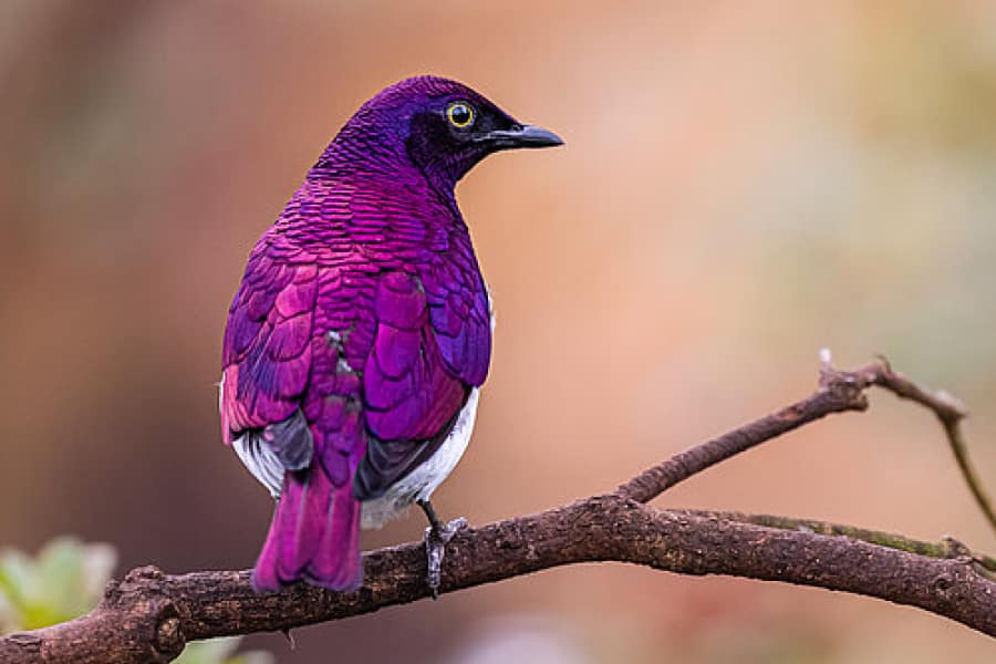 purple bird