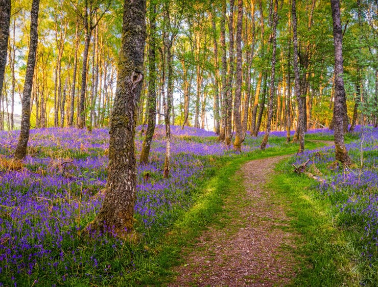 a bluebell woods with the sun setting