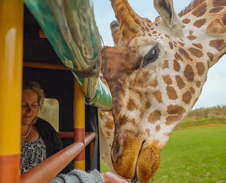 giraffe safari
