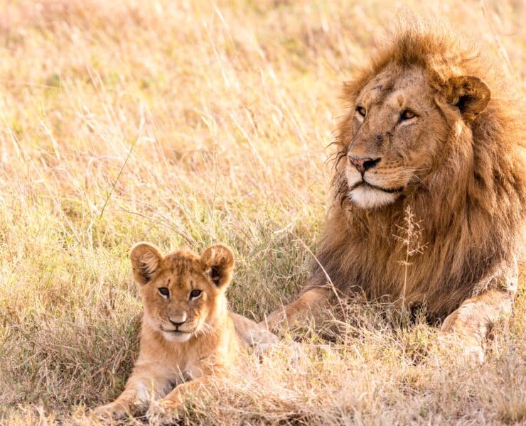 lion cub and lion