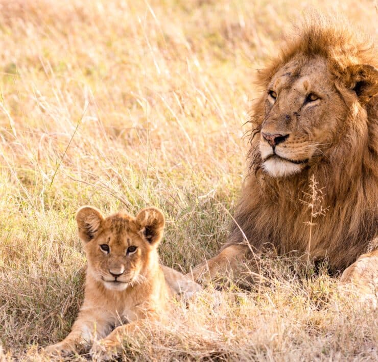 lion cub and lion