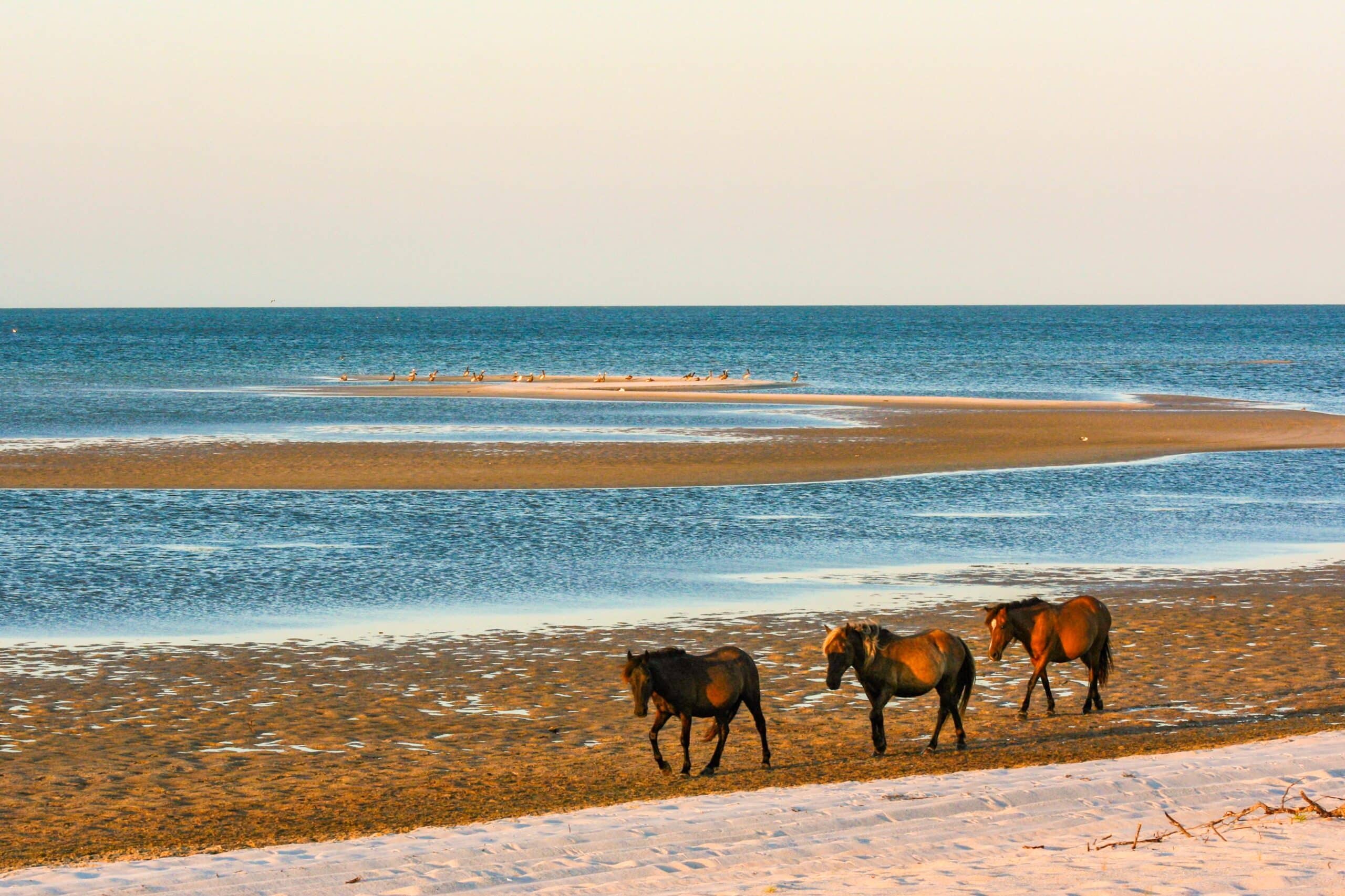 horses walking on the beach