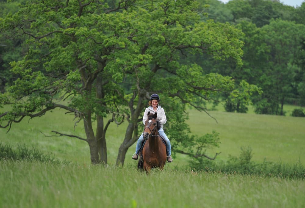 horse riding in the woods