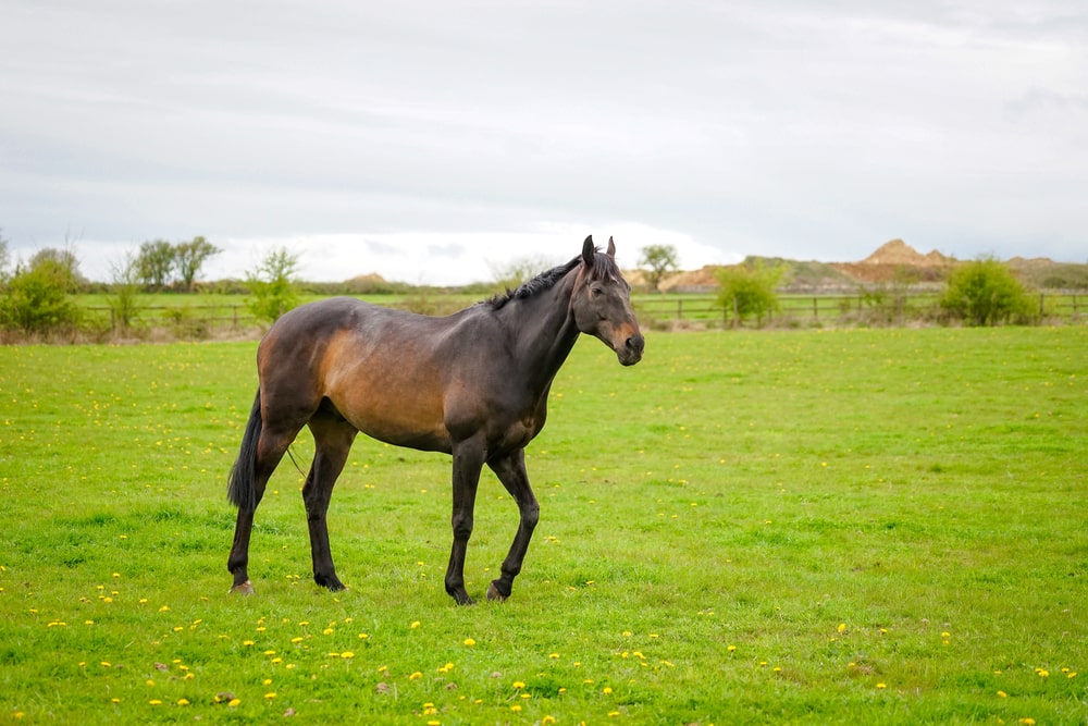 horse in field
