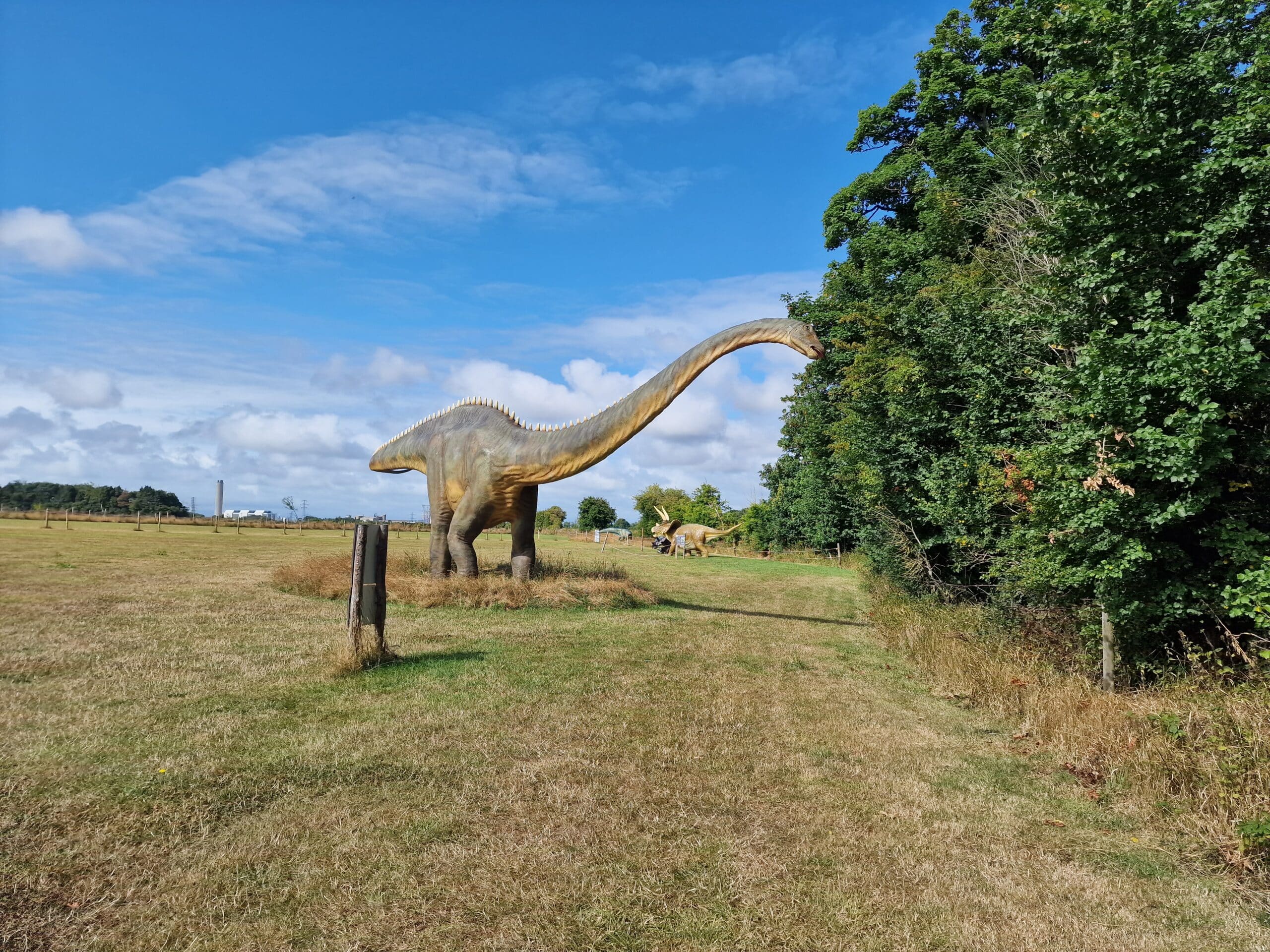 Diplodocus dinosaur
