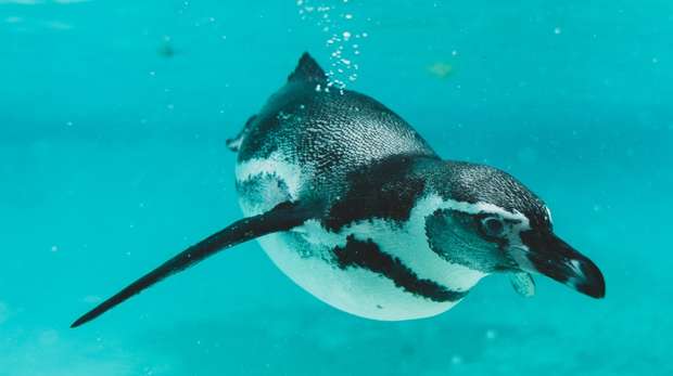 penguin at london zoo