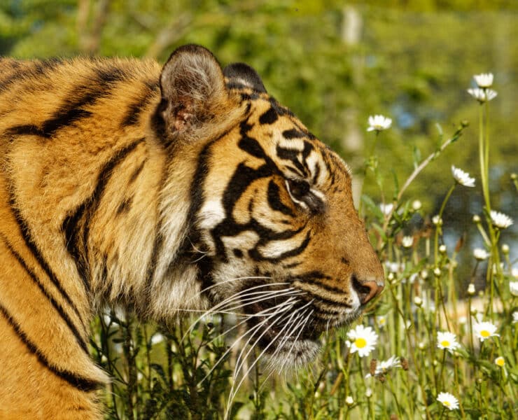 Tiger at Twycross Zoo