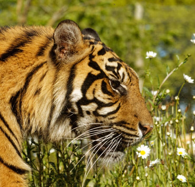 Tiger at Twycross Zoo