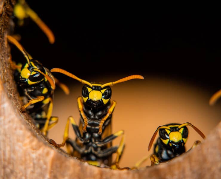wasps