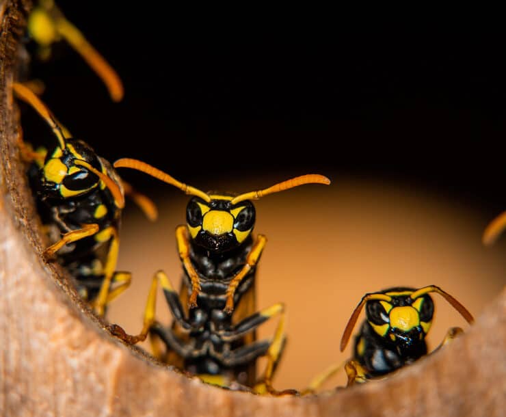 wasps