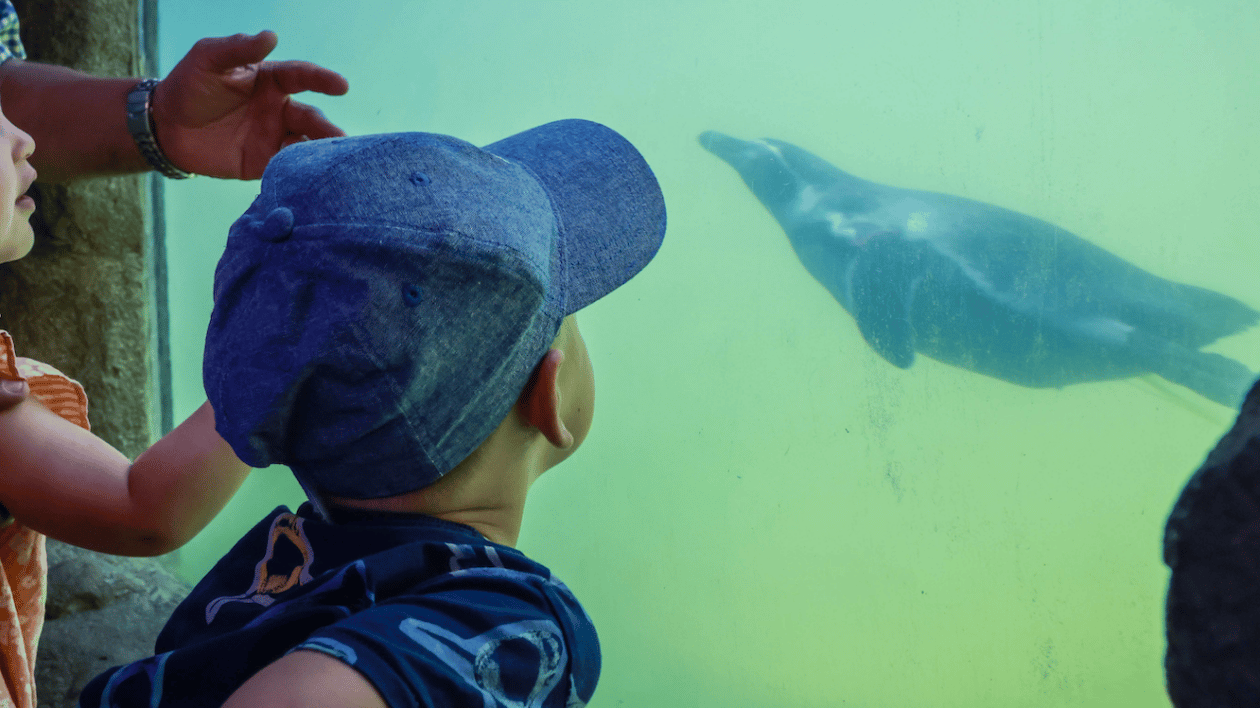 Boy at Aquarium