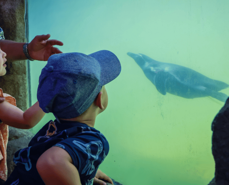 Boy at Aquarium