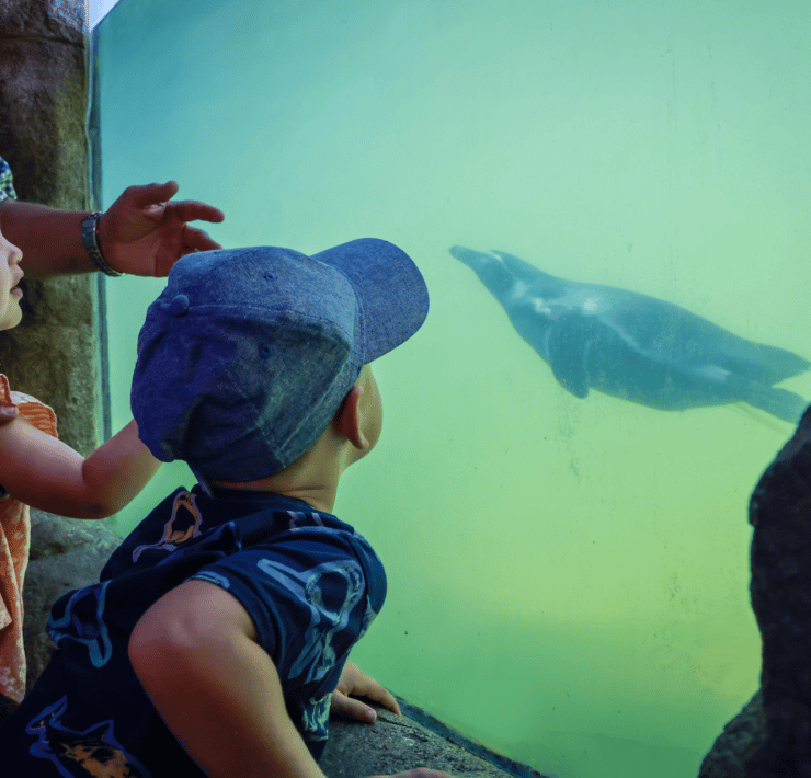 Boy at Aquarium