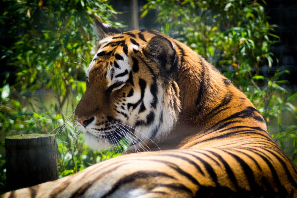 tiger at yorkshire wildlife park
