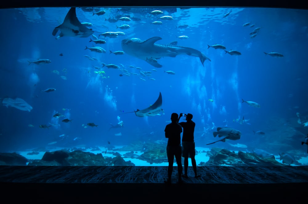 kids at aquarium looking at sharks