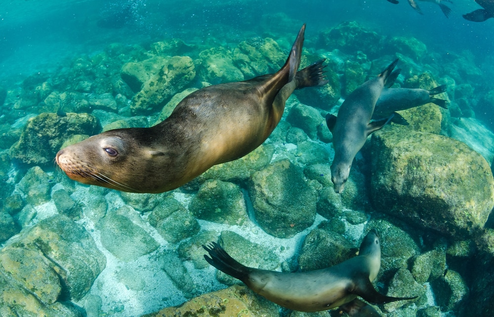 Californian sea lion