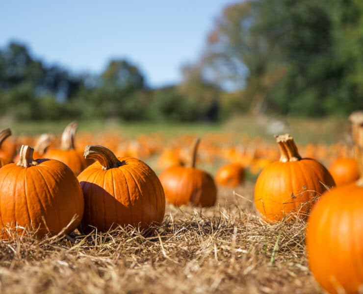 Pumpkin patch