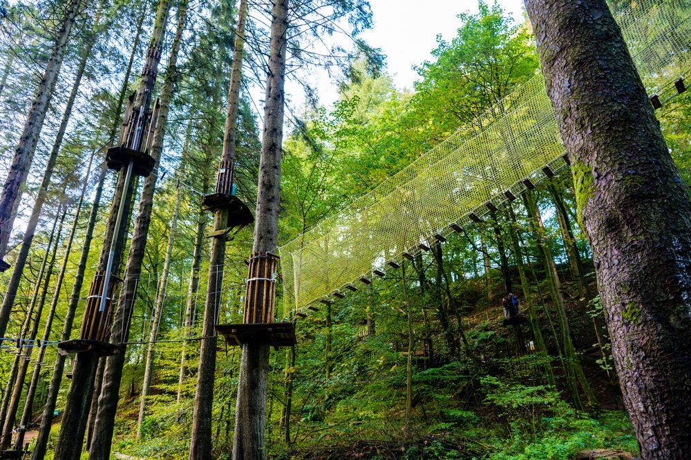 picture of the woods