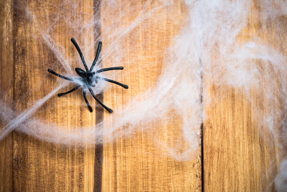 spider on wall