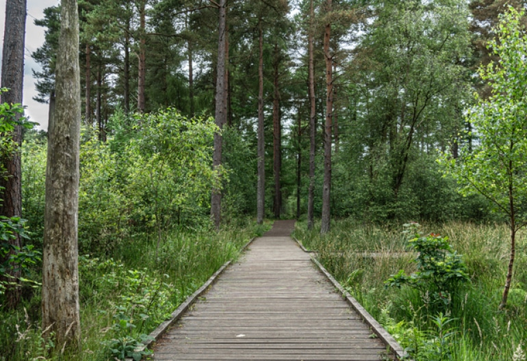 a broadwalk in devilla forest