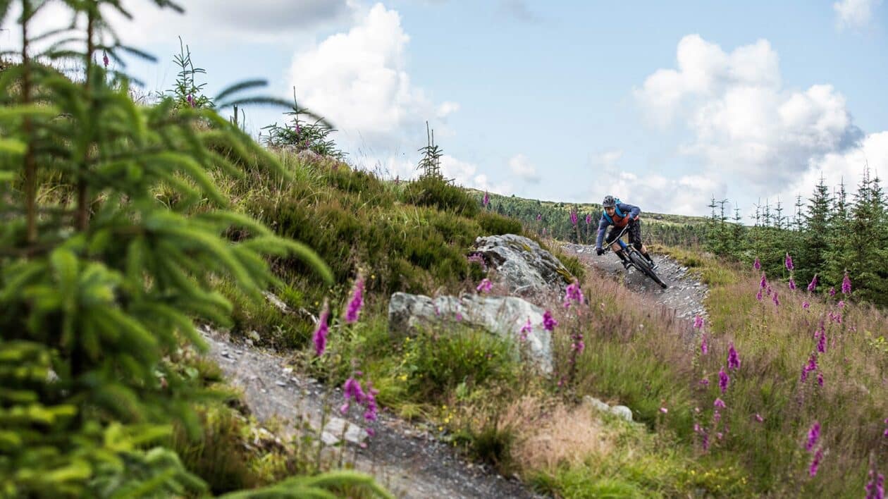 davagh forest