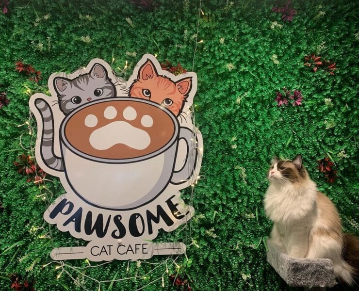 fluffy cat sat next to Pawsome cat cafe logo on wall.