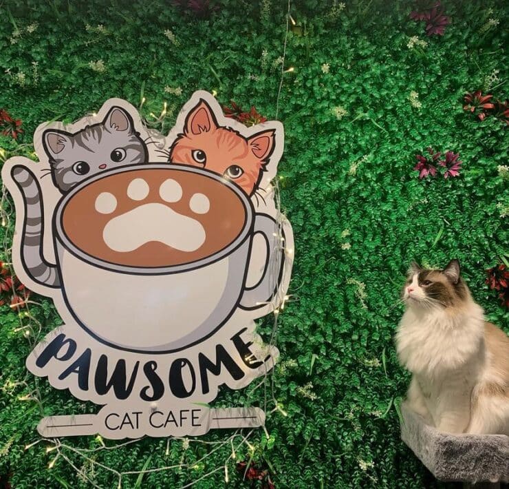 fluffy cat sat next to Pawsome cat cafe logo on wall.