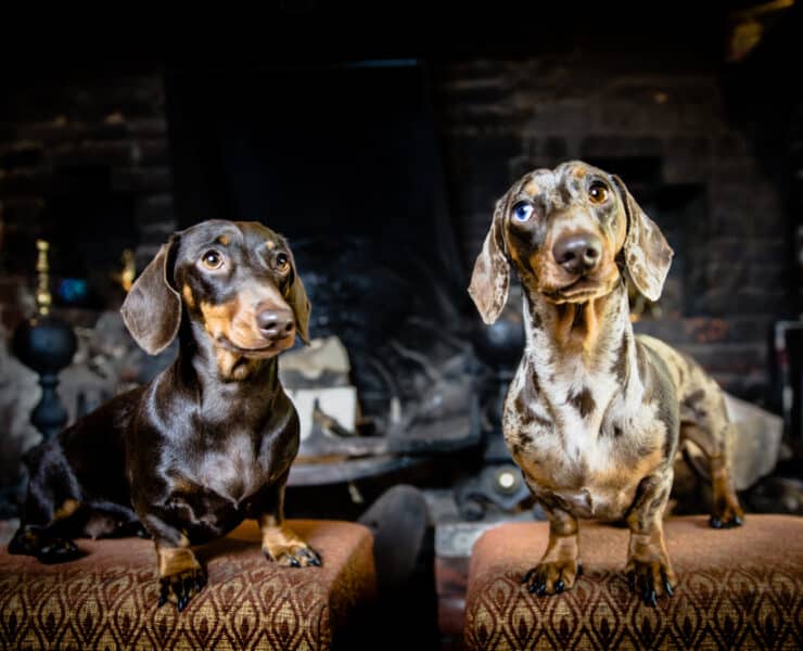 two sausage dogs in a pub