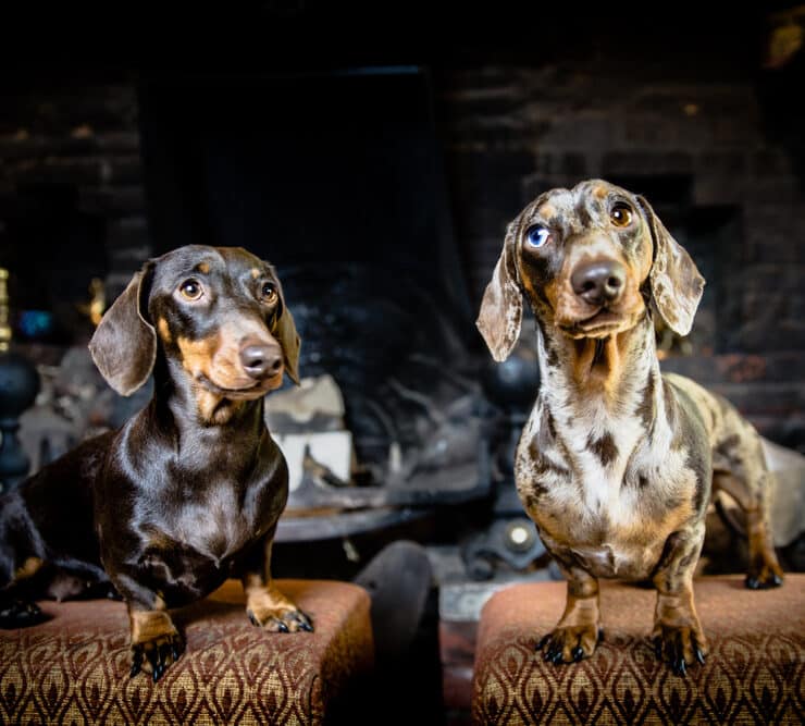 two sausage dogs in a pub