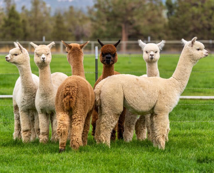 Alpacas in a field