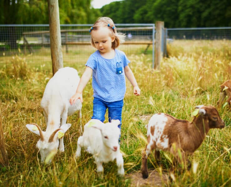 girl feeding goats