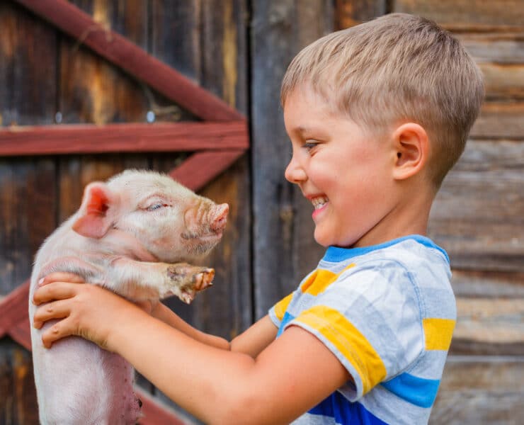 Boy holding cute pig at Farm Park