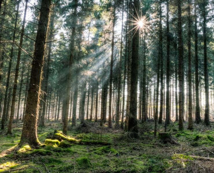 sunlight catching the forest