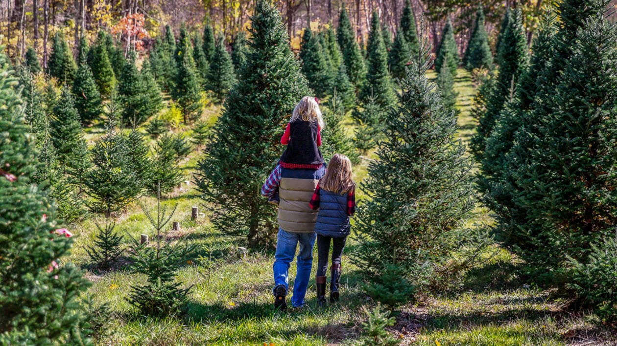 Family picking Christmas Tree