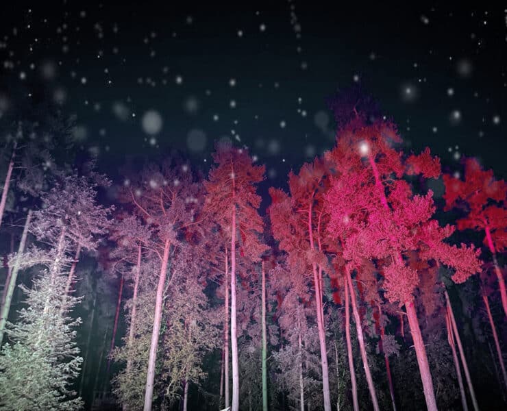 Trees with lights