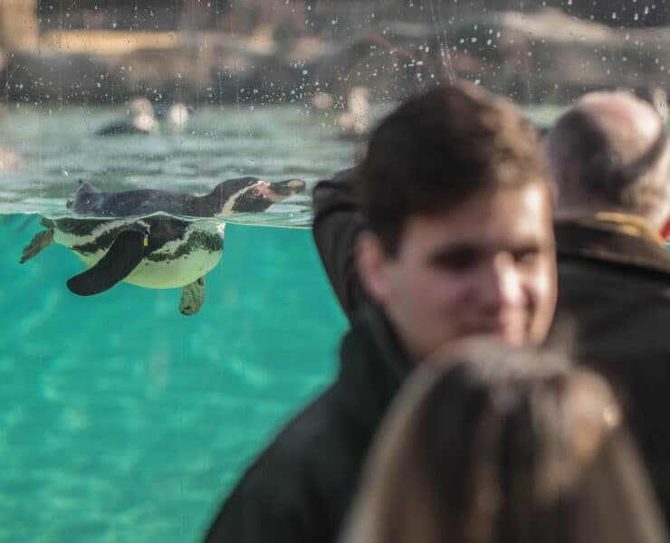 Penguins at Chester Zoo