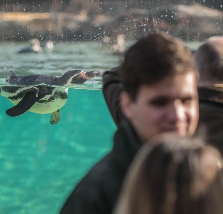 Penguins at Chester Zoo