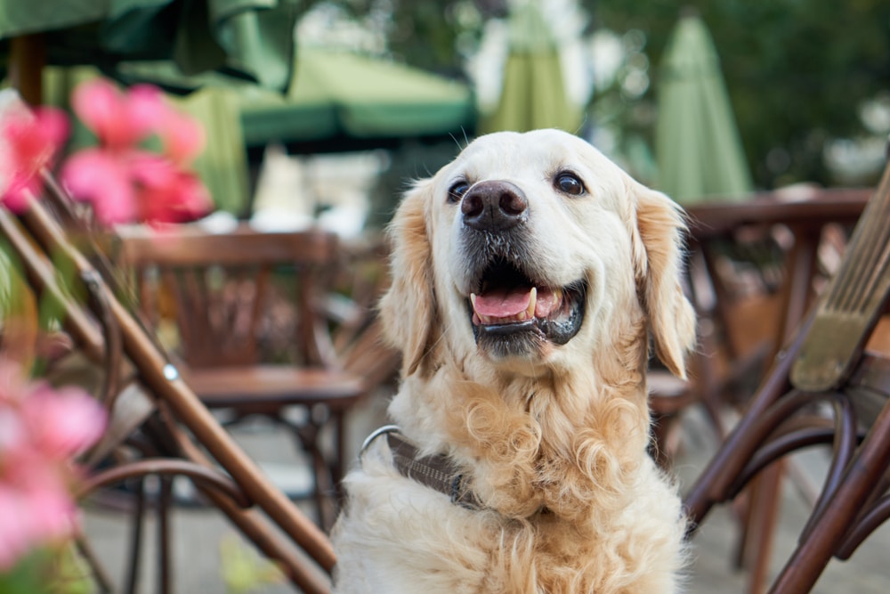 picture of dog